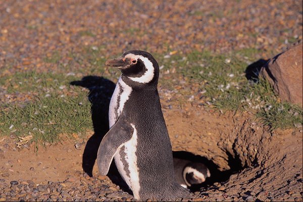 563072 Magellanic Penguin, Mated Pair At Burrow A4 Photo Print