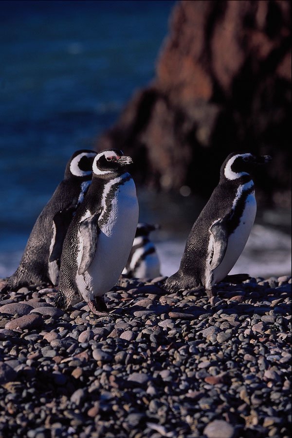 563073 Magellanic Penguin A4 Photo Print
