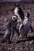 563074 Magellanic Penguin A4 Photo Print