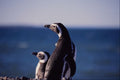 563075 Magellanic Penguin A4 Photo Print