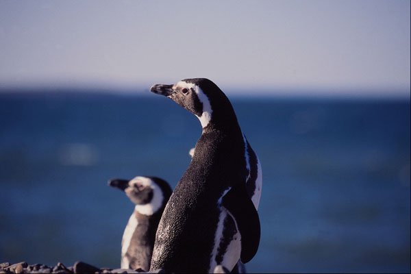 563075 Magellanic Penguin A4 Photo Print