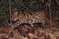 563076 Oncilla (Felis Tigrina) A4 Photo Print