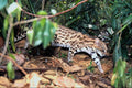 563077 Oncilla (Felis Tigrina) A4 Photo Print
