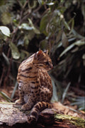 563078 Oncilla (Felis Tigrina) A4 Photo Print
