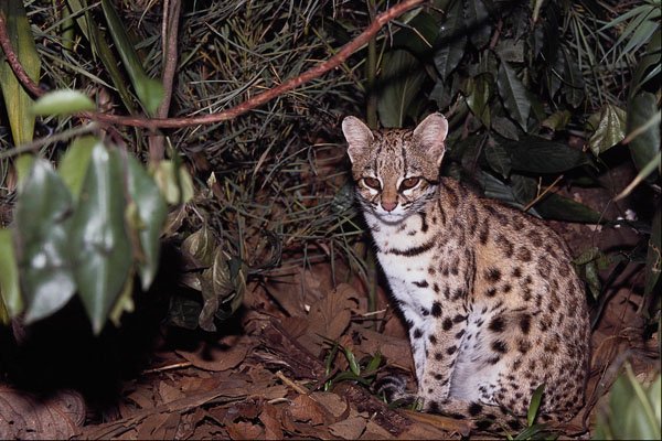563079 Oncilla (Felis Tigrina) A4 Photo Print