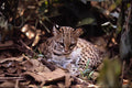 563080 Oncilla (Felis Tigrina) A4 Photo Print