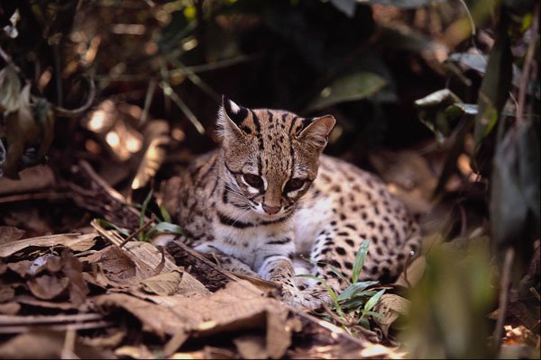 563080 Oncilla (Felis Tigrina) A4 Photo Print