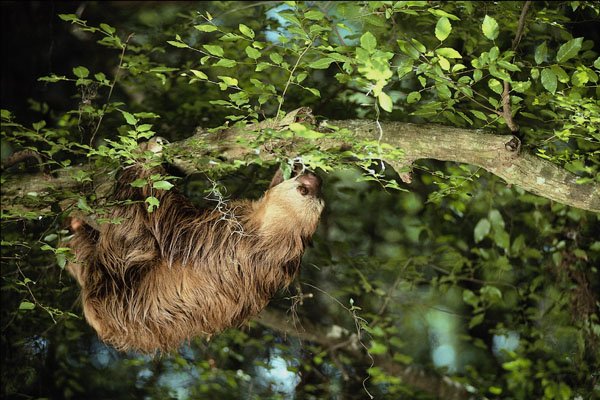 563081 Hoffmann's Two toed Sloth A4 Photo Print