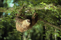 563082 Hoffmann's Two toed Sloth A4 Photo Print
