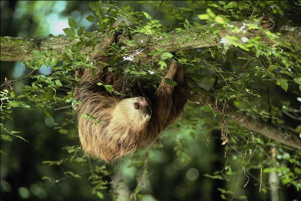 563082 Hoffmann's Two toed Sloth A4 Photo Print