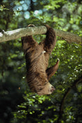 563083 Hoffmann's Two toed Sloth A4 Photo Print
