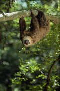 563084 Hoffmann's Two toed Sloth A4 Photo Print