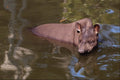 563089 Brazilian Tapir (Tapirus Terrestris) A4 Photo Print