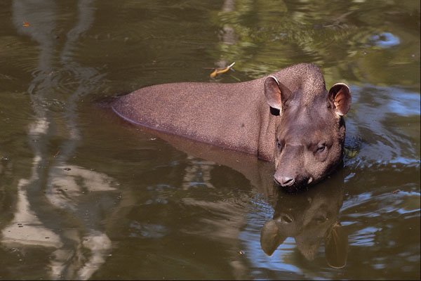 563089 Brazilian Tapir (Tapirus Terrestris) A4 Photo Print