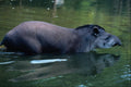 563091 Brazilian Tapir (Tapirus Terrestris) A4 Photo Print