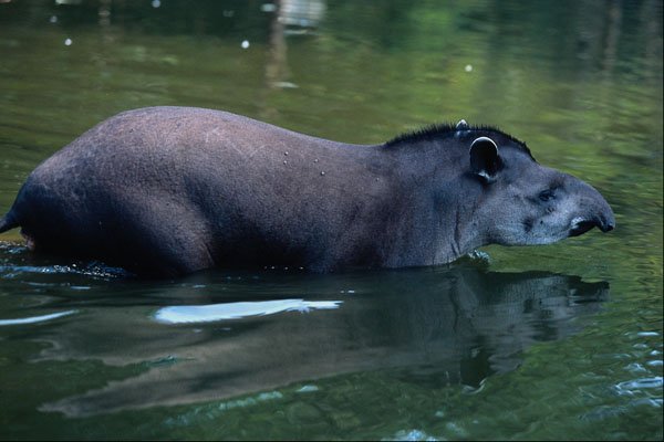 563091 Brazilian Tapir (Tapirus Terrestris) A4 Photo Print