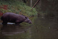 563092 Brazilian Tapir (Tapirus Terrestris) A4 Photo Print