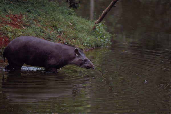 563092 Brazilian Tapir (Tapirus Terrestris) A4 Photo Print