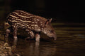 563093 Brazilian Tapir, Young Calf Beside River A4 Photo Print