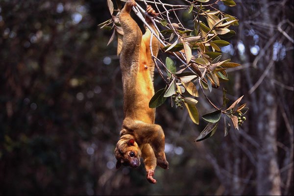 563095 Kinkajou (Potos Flavus) A4 Photo Print