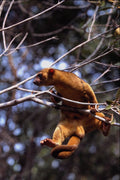 563096 Kinkajou (Potos Flavus) A4 Photo Print
