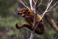 563097 Kinkajou (Potos Flavus) A4 Photo Print