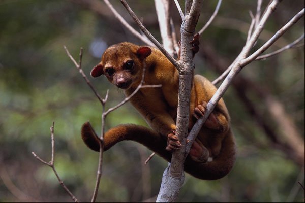 563097 Kinkajou (Potos Flavus) A4 Photo Print