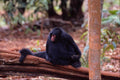 563098 Black Spider Monkey (Ateles Paniscus Paniscus) A4 Photo Print