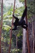 563099 Black Spider Monkey (Ateles Paniscus Paniscus) A4 Photo Print