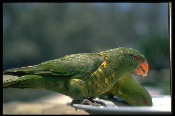 567002 Lorikeet, Australia A4 Photo Print
