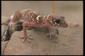 567009 A Spotted Gecko, South Australia A4 Photo Print