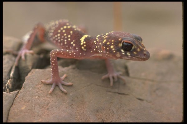 567009 A Spotted Gecko, South Australia A4 Photo Print
