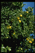 567014 Orange Trees, Hanwood, Australia A4 Photo Print