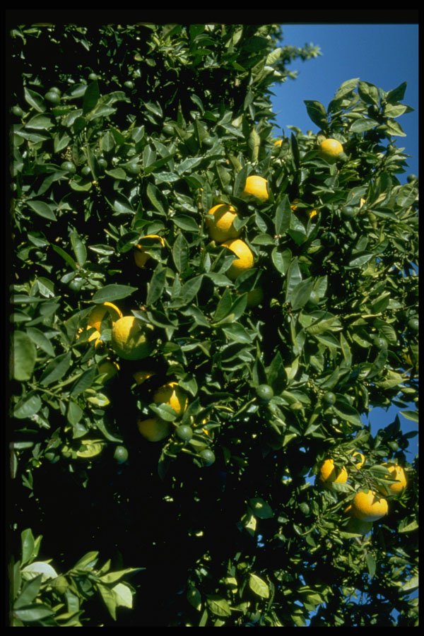567014 Orange Trees, Hanwood, Australia A4 Photo Print