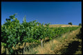567015 Vineyard, Mudgee, Australia A4 Photo Print