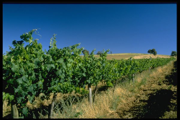 567015 Vineyard, Mudgee, Australia A4 Photo Print