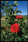 567016 Roses At Botobolar Winery, Australia A4 Photo Print