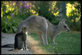 567038 Eastern Gray Kangaroo And Cat, Australia A4 Photo Print