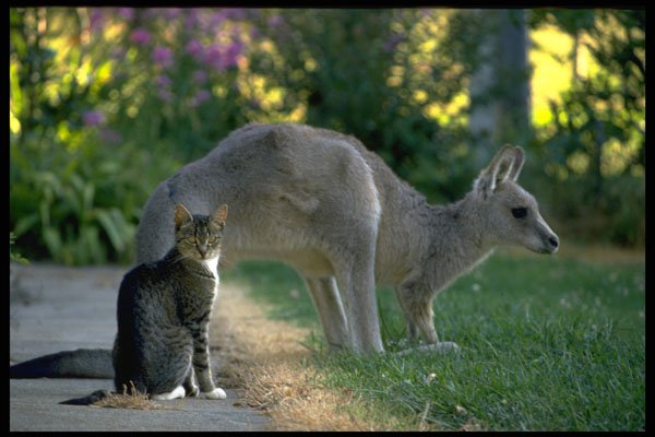 567038 Eastern Gray Kangaroo And Cat, Australia A4 Photo Print