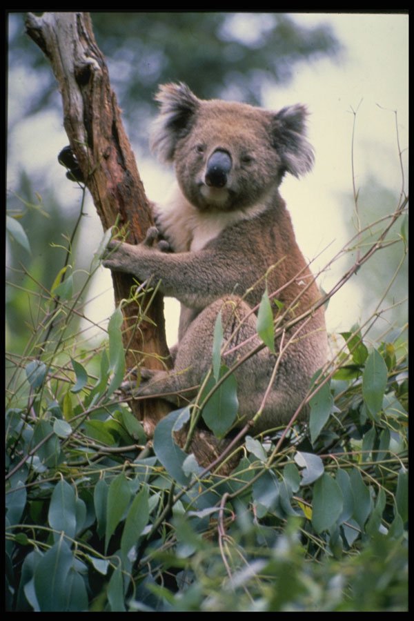 567039 Koala, Canberra, Australia A4 Photo Print