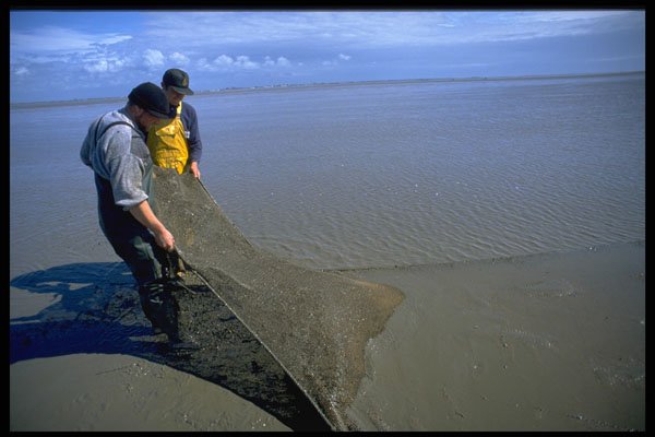 567043 Clearing Mud From Shrimp Nets, Southport Sands, Australia A4 Photo Print