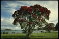 567045 Waitangi, Christmas Tree, New Zealand A4 Photo Print