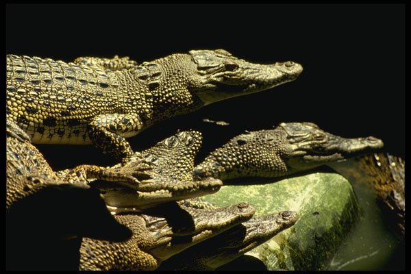 567047 Crocodiles, Sarawak, Borneo A4 Photo Print
