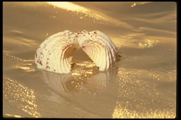567051 Seashell Beach, Fiji A4 Photo Print