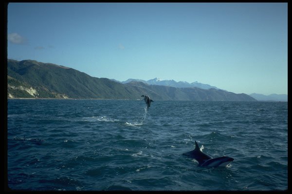 567053 Dolphins Off West Coast Of Australia A4 Photo Print