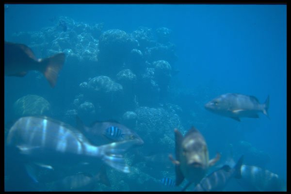 567058 Great Barrier Reef, Australia A4 Photo Print
