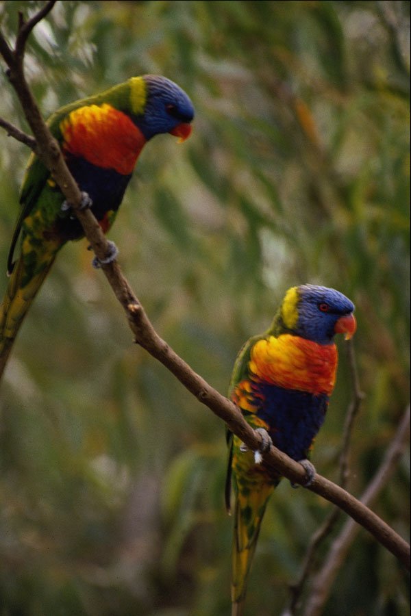 567084 Rainbow Lorikeets, Australia A4 Photo Print