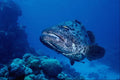 567087 Great Barrier Reef, Australia A4 Photo Print