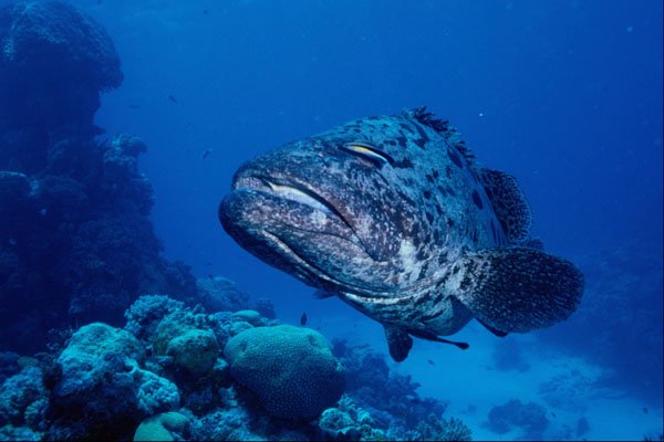 567087 Great Barrier Reef, Australia A4 Photo Print