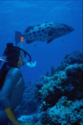 567088 Great Barrier Reef, Australia A4 Photo Print